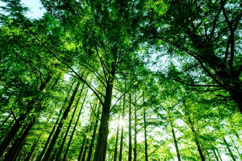 木を見て森を見ず?You cannot see the wood for the trees.】 – 障がい